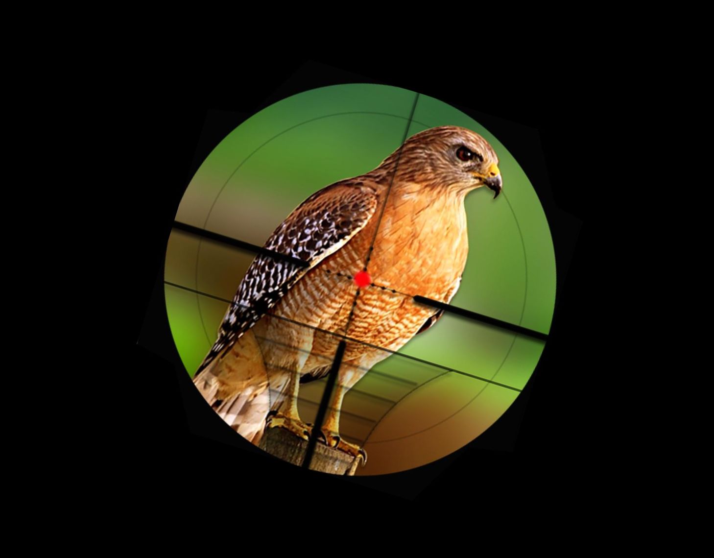 Desafío de Caza de Aves Juego