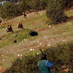 Охота на крол