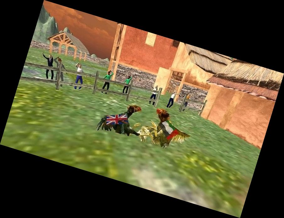 Kampfhähne vom Bauernhof 1