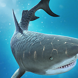 Hai & Krokodil Kampf